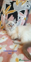 Ragdoll cats Stunning GCCF Chocolate Lynx Ragdoll Kittens. - Advert 12