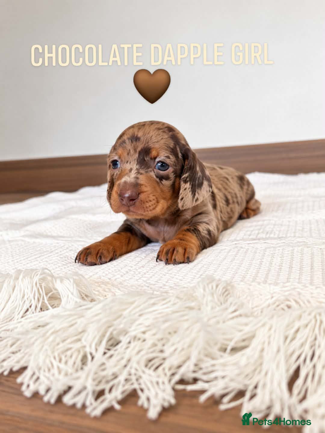 Miniature Dachshund dogs Beautiful daschund babys ❤️❤️ - Advert 5