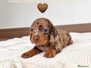 Miniature Dachshund dogs Beautiful daschund babys ❤️❤️ - Advert 1