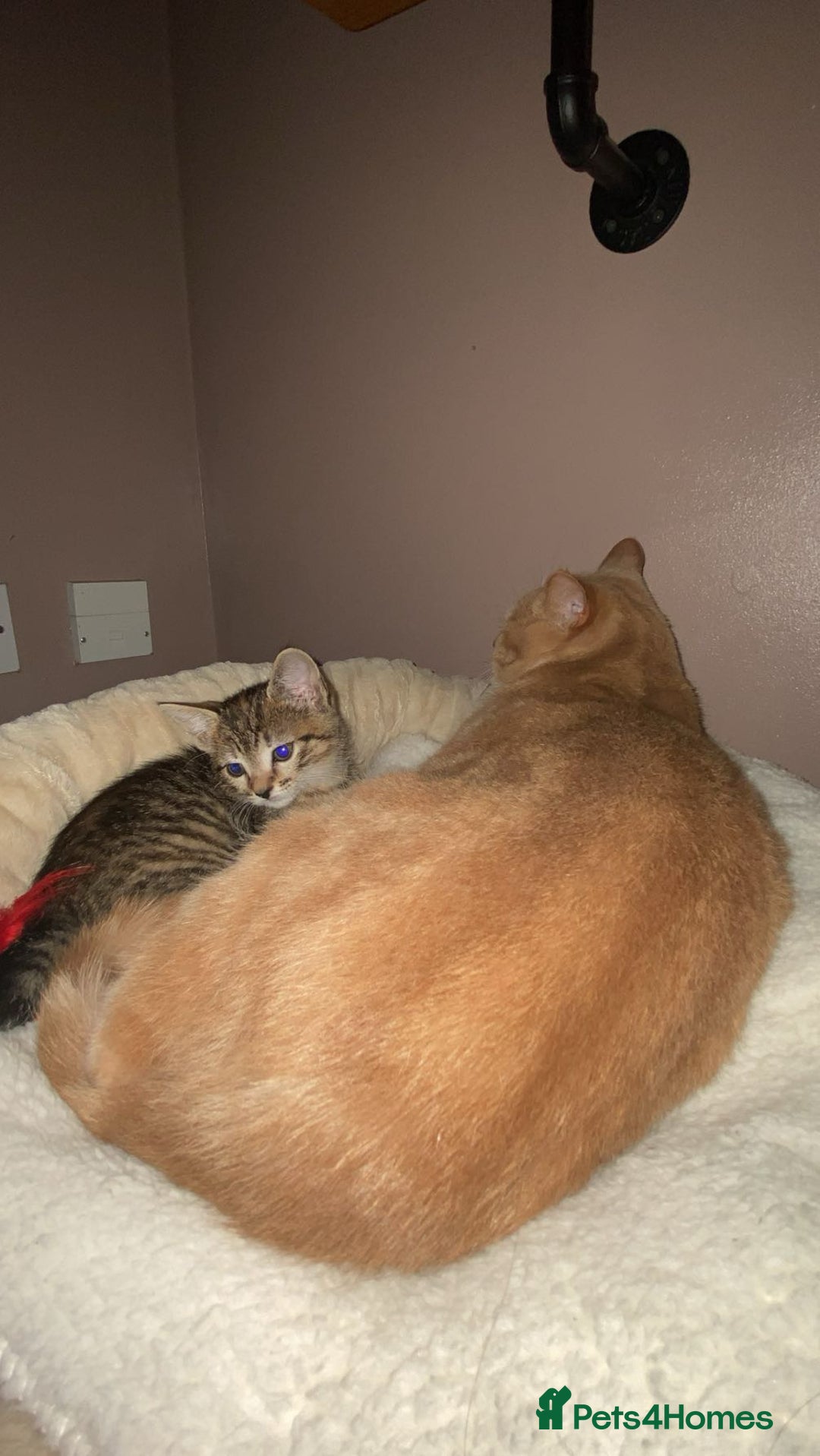 Bengal cats for sale: Beautiful baby bengal girl  - Advert 8