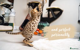 Bengal cats for sale: Dune- Stunning Bengal Boy- TICA with champion line - Image 4