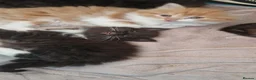 Mixed Breed cats for sale: Beautiful Long haired fluffy kittens - Advert 16