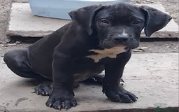 Mixed Breed dogs for sale: Cane Corso x Presa De Canario in Mexborough - Image 2