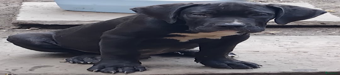 Jupiter