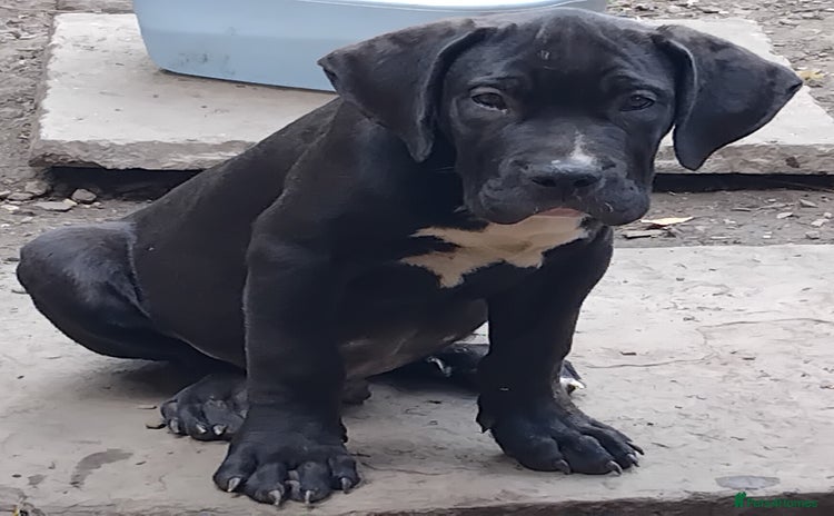 Mixed Breed dogs in Mexborough - Advert 1