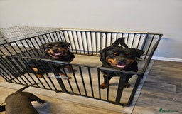 Rottweiler dogs for sale: Big chunky rottweiler pups - Image 5