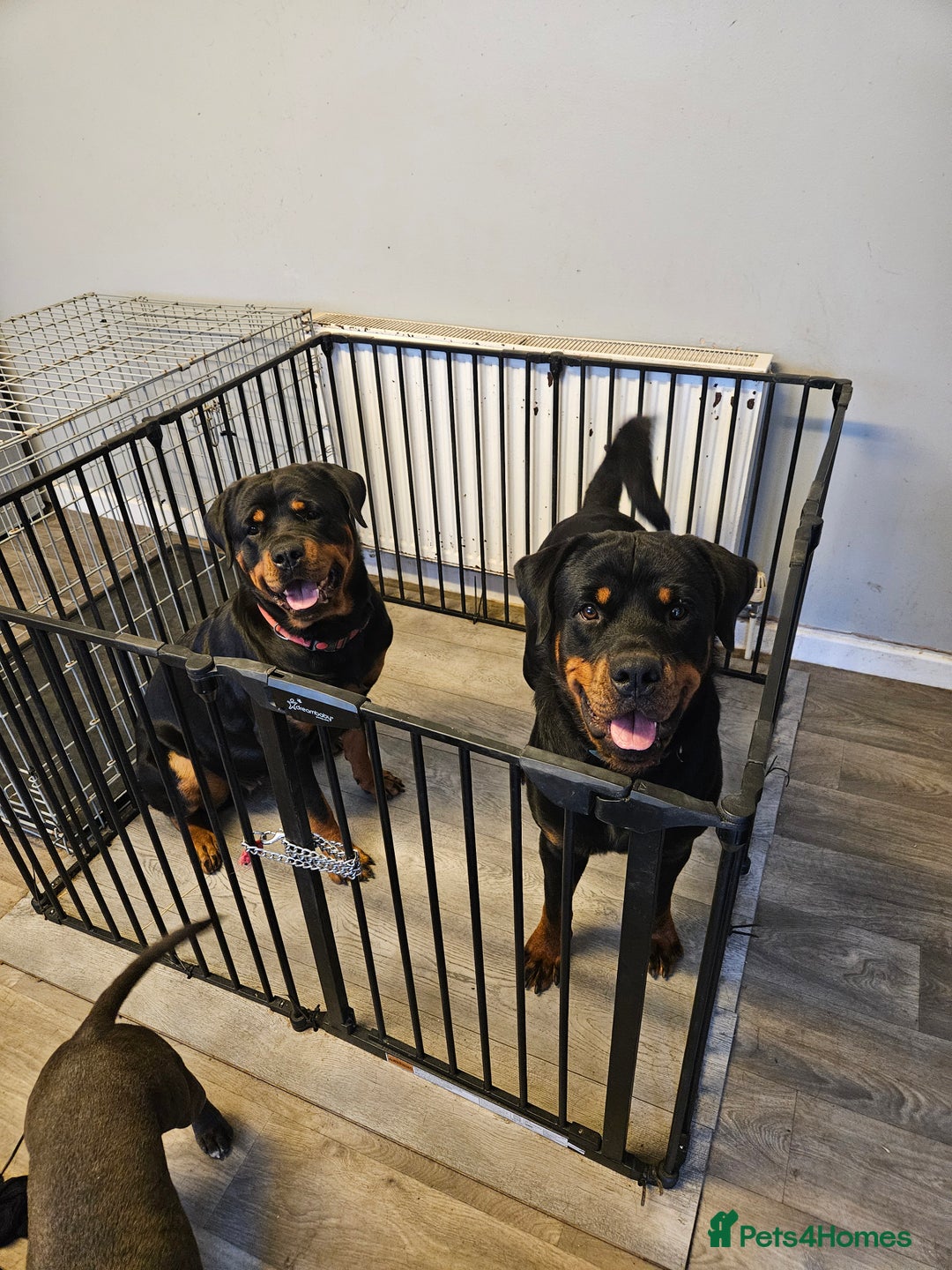 Rottweiler dogs for sale: Big chunky rottweiler pups - Image 5