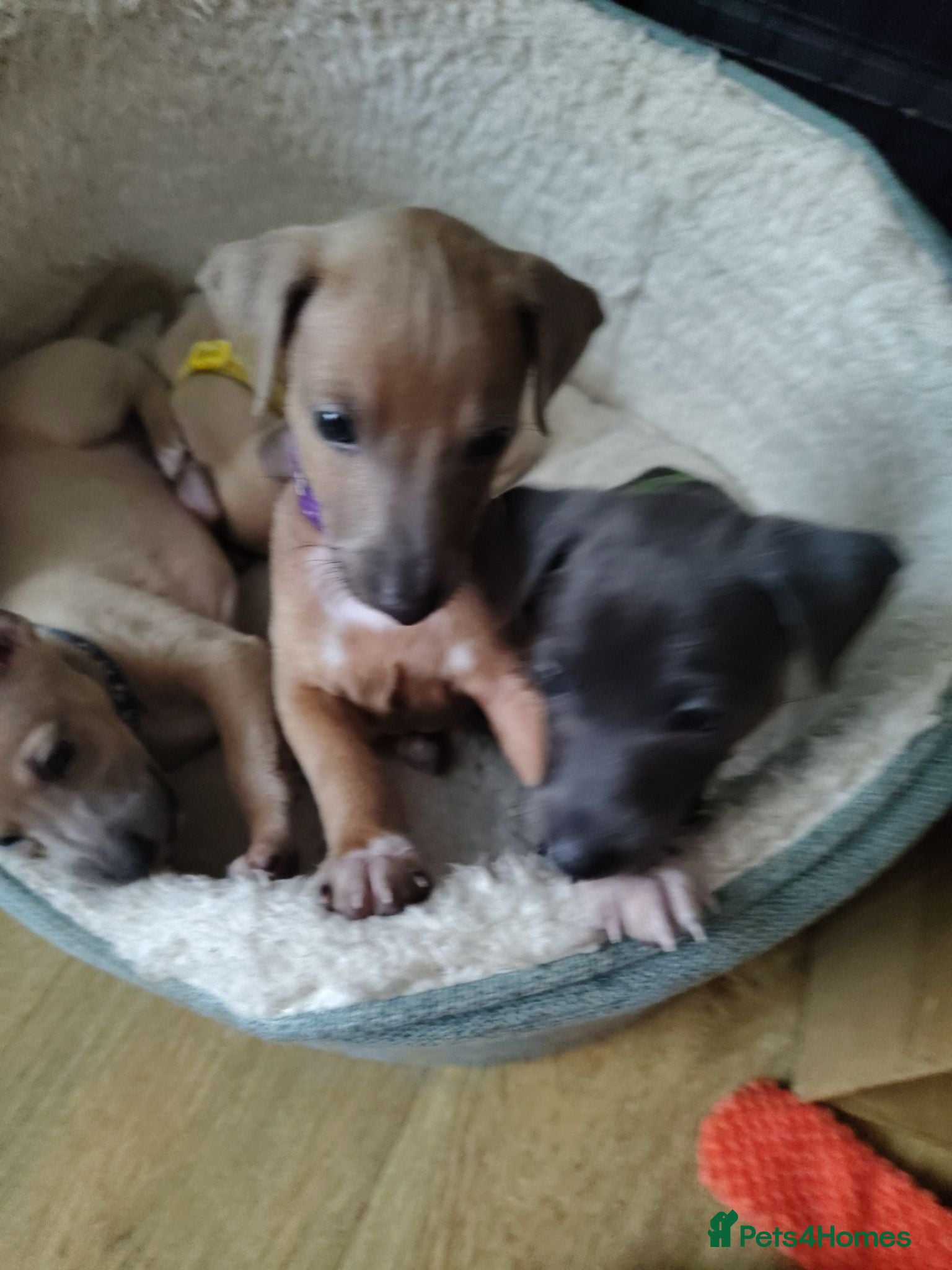 Italian Greyhound dogs 3/4 Italian Greyhound & 1/4 Whippet Puppies - Advert 2