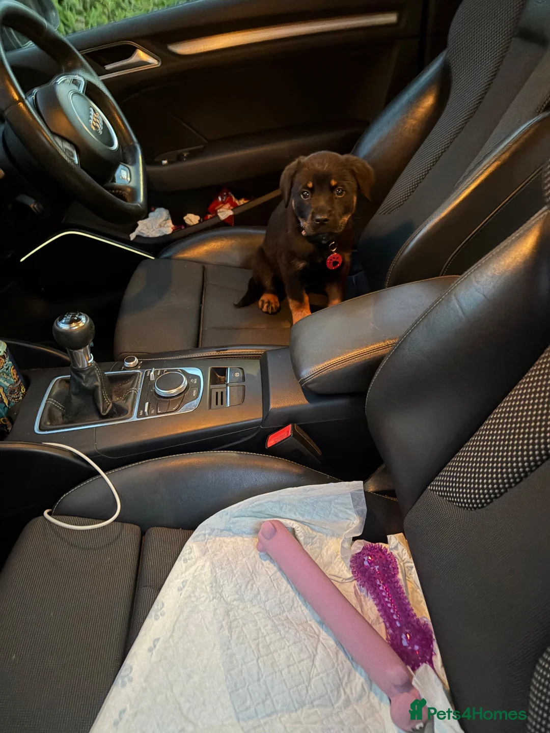 Rottweiler dogs for sale: Female pup  in Bolton - Advert 1
