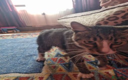 Mixed Breed cats for adoption: TOM a friendly & proud boy who needs a Loving Home - Advert 15