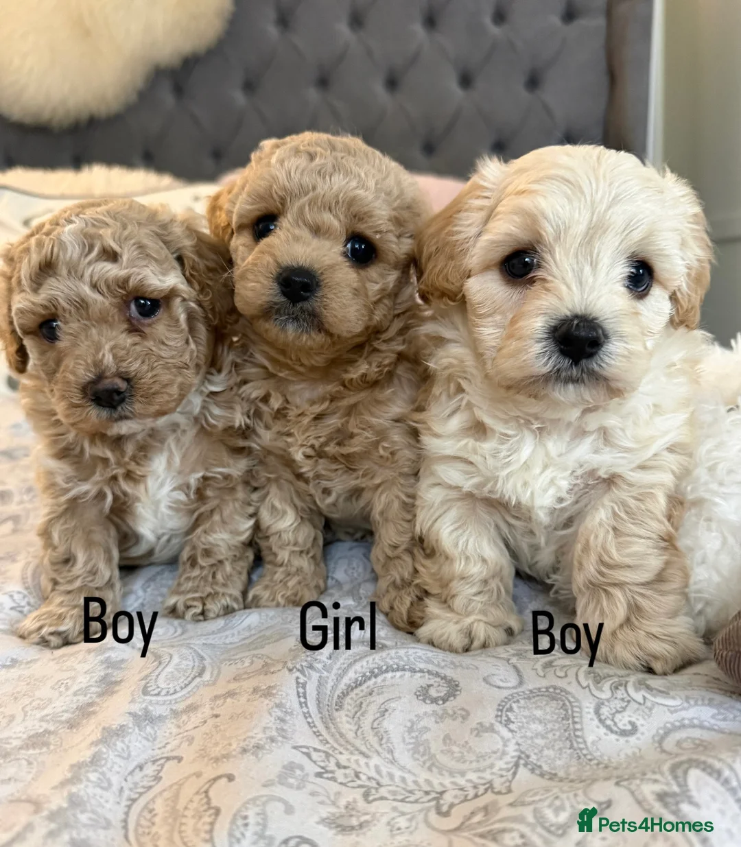 Maltipoo dogs for sale: Beautiful Maltipoo Puppies - Advert 5