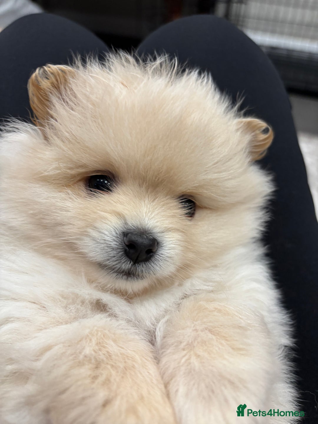 Pomeranian dogs for sale:  Pomeranians pups ready to go on 31st dec  - Advert 2