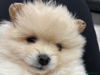 Pomeranian dogs 2 beautifully Pomeranians pups - Advert 10