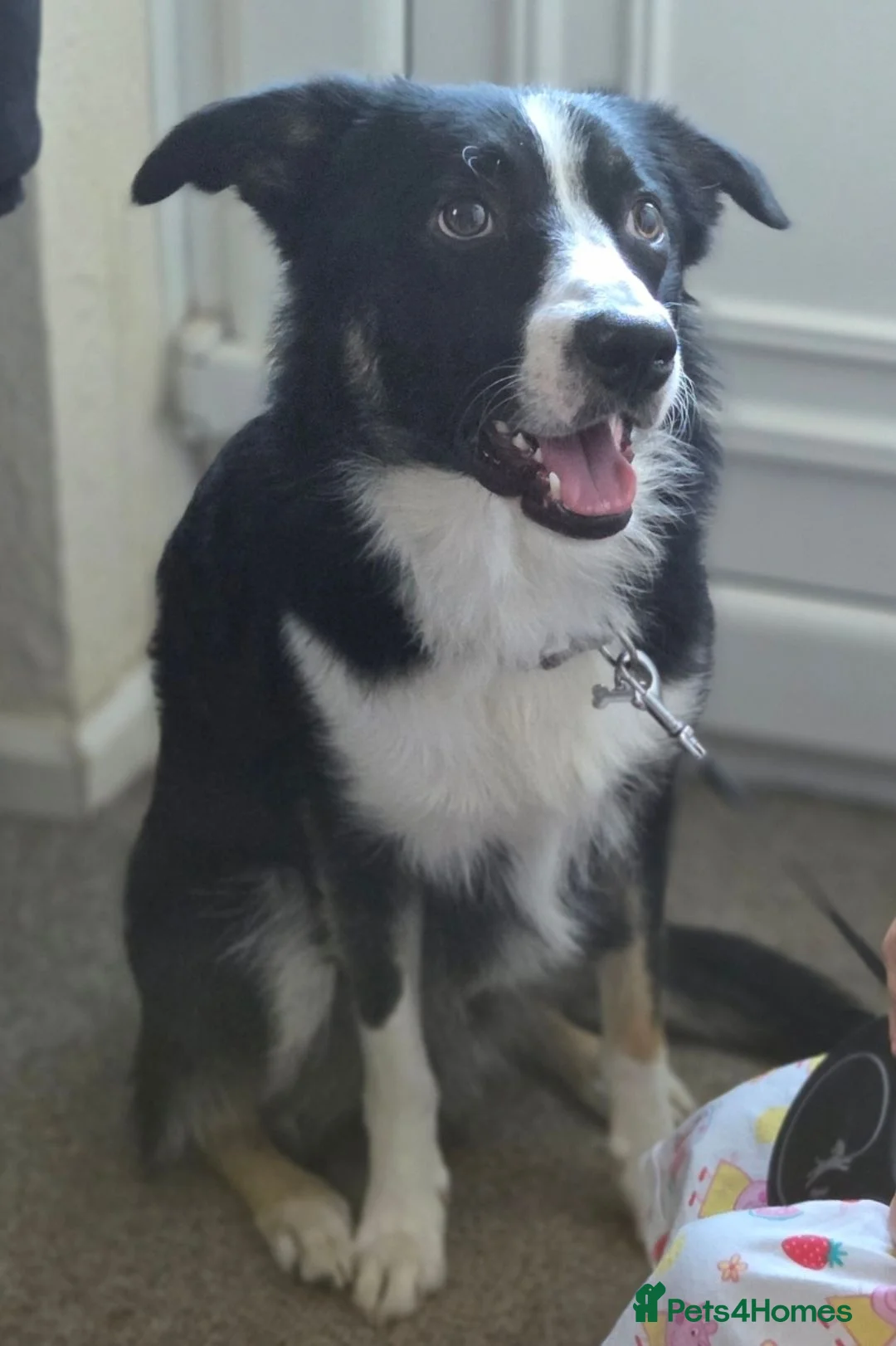 Border Collie dogs for sale: 10 month old male border collie  in Nottingham - Advert 2