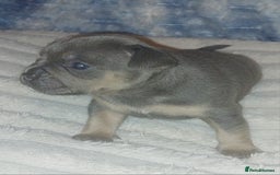 Mixed Breed dogs for sale: FRENCH BULLDOG X STAFFY  - Image 8
