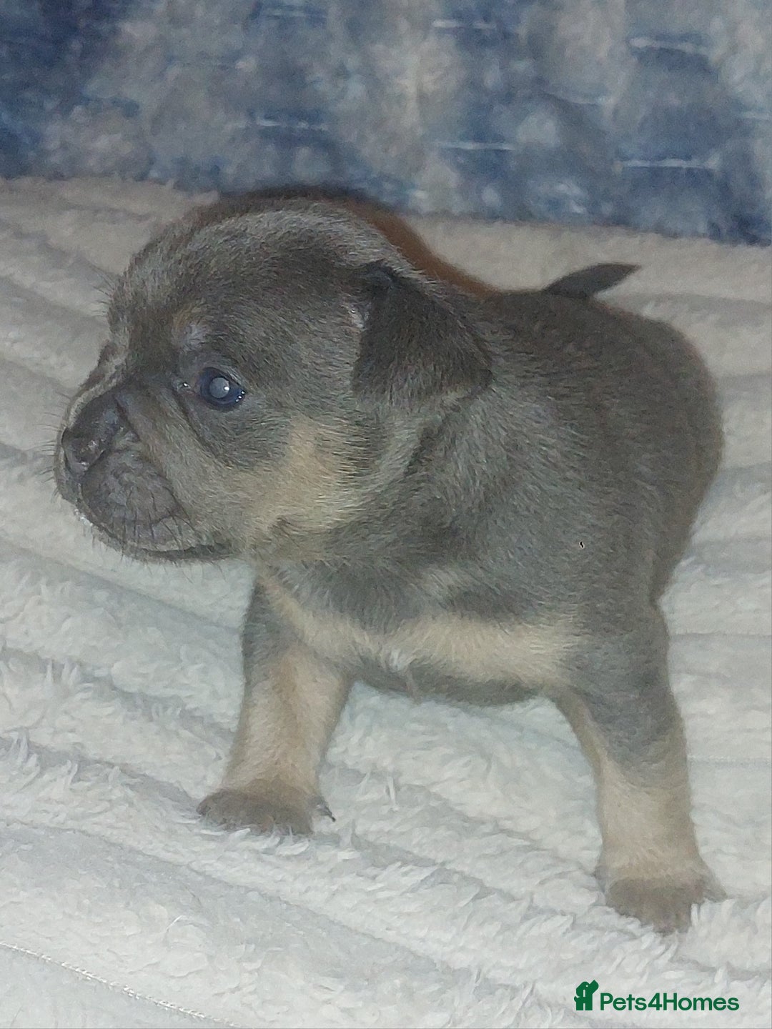 Mixed Breed dogs for sale: FRENCH BULLDOG X STAFFY  - Image 8