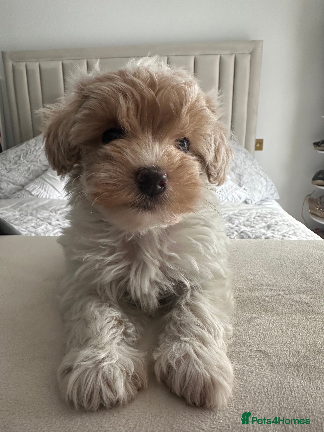 Maltipoo dogs for sale: **CHAMPION MALTIPOOS* HEALTH TESTED PARENTS** - Advert 2