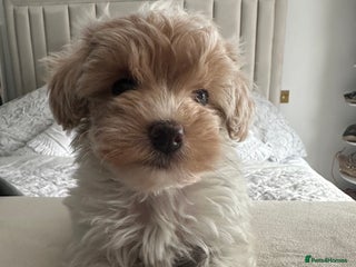 Maltipoo dogs - Advert 17