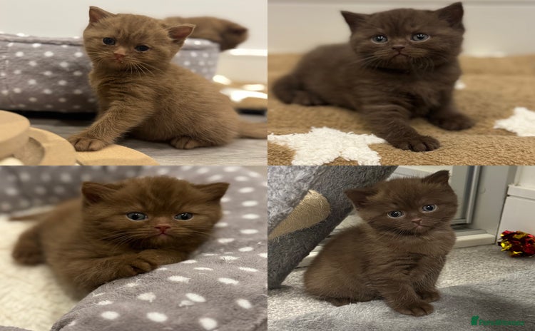 British Shorthair cats - Advert 3