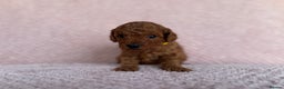 Cavapoo dogs for sale: Health tested F1b Cavapoo puppies - Advert 5
