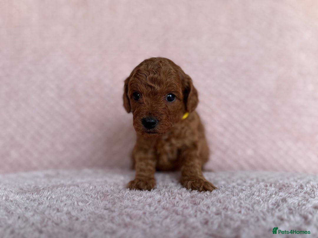 Cavapoo dogs for sale: Health tested F1b Cavapoo puppies - Advert 5