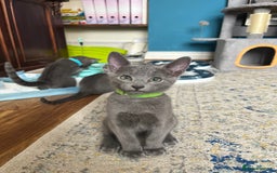 Russian Blue cats for sale: Russian blue kittens GCCF registered  - Image 9