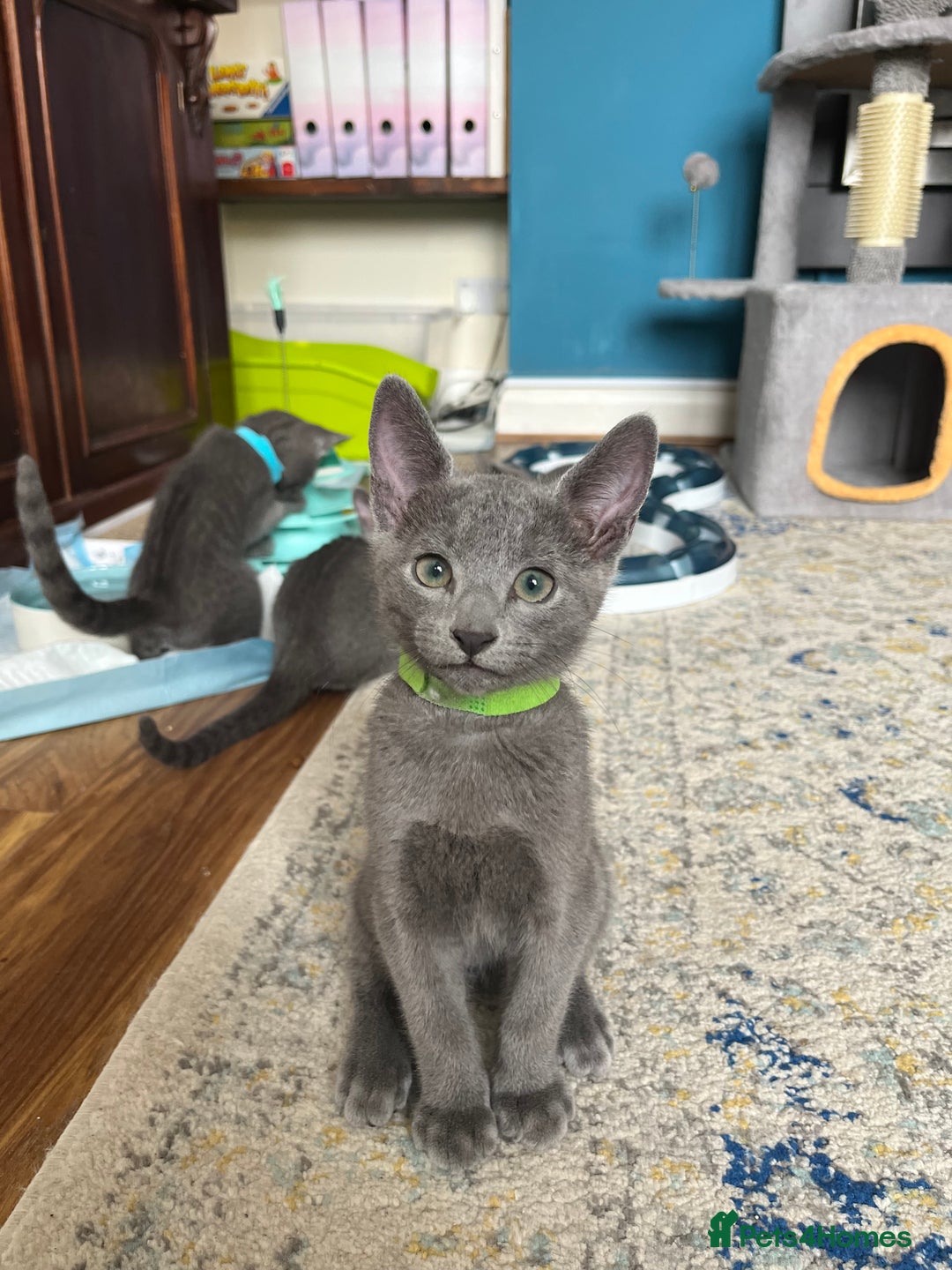 Russian Blue cats for sale: Russian blue kittens GCCF registered  - Image 9