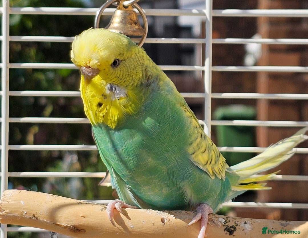 Budgerigars birds for sale: 2 male budgies, cage the lot  - Image 8
