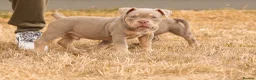 American Bully dogs for sale: Micro  Exotic  bullies - Advert 10