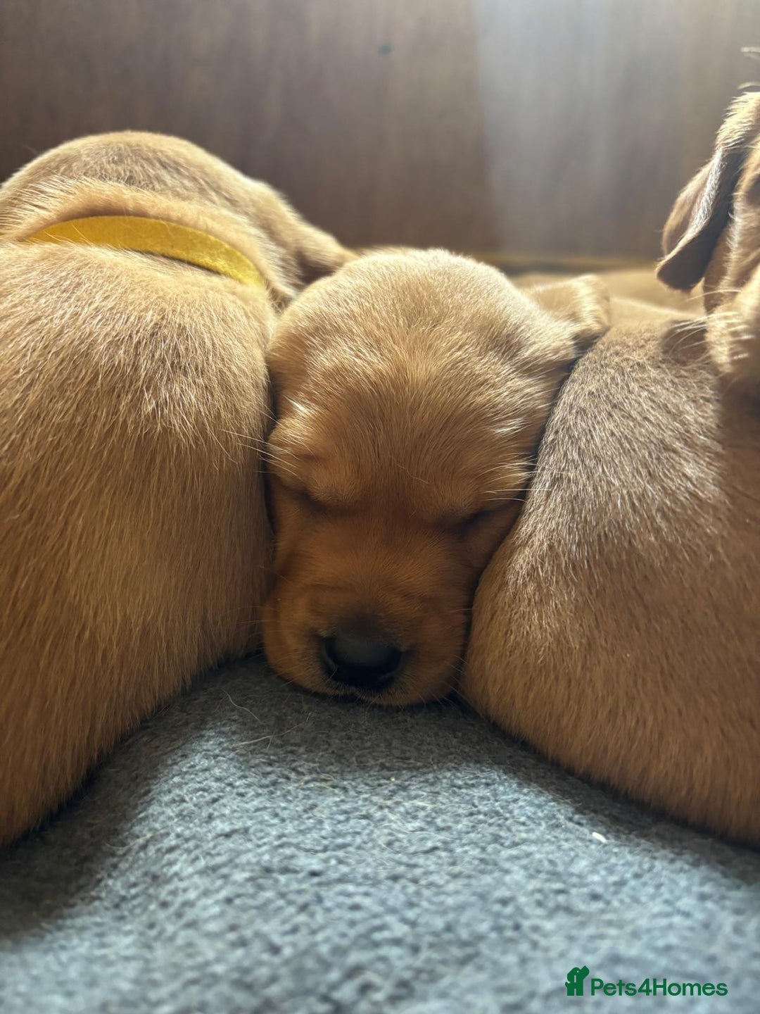 Labrador Retriever dogs for sale: Stunning, KC registered, Fox Red Labrador puppies. - Image 4