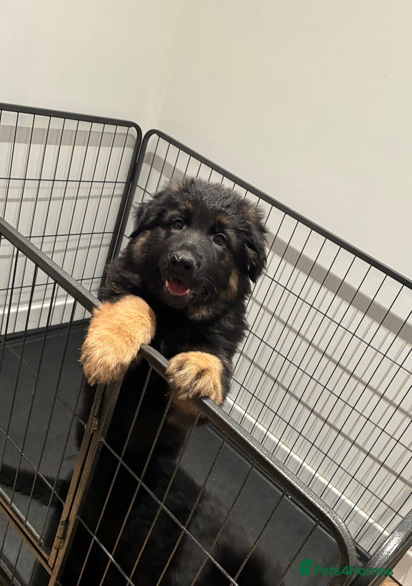 German Shepherd dogs Last pup ready to go german shepherd male - Advert 3