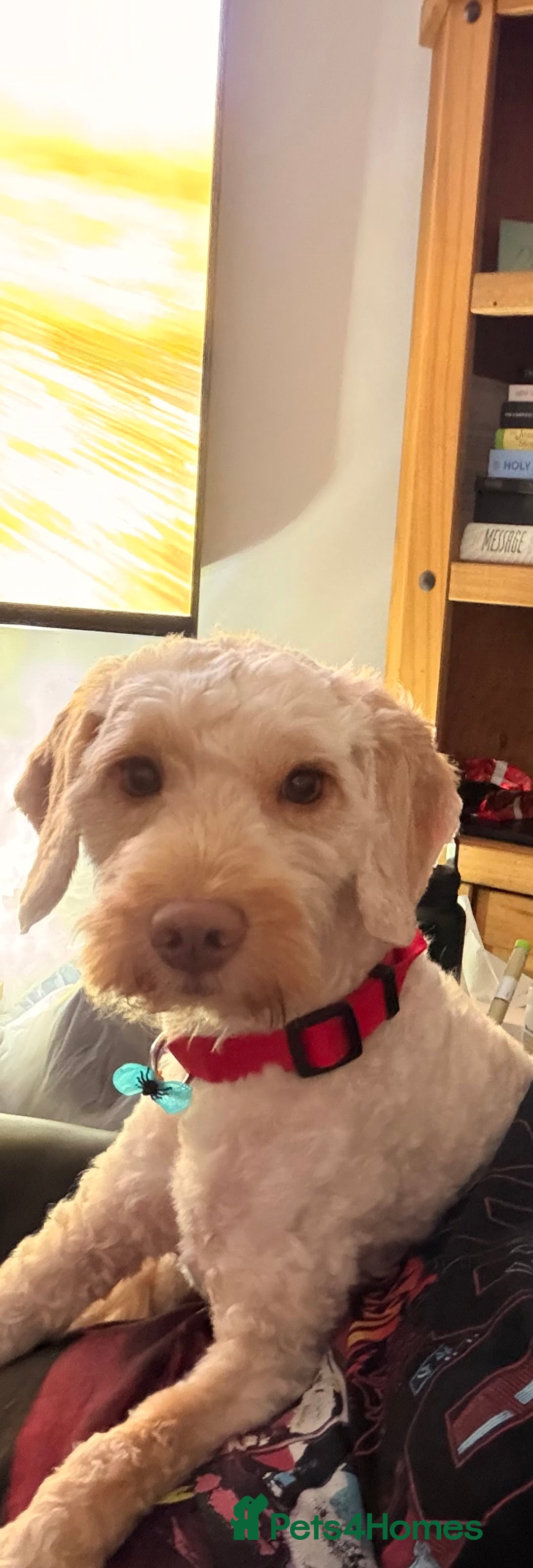 Cockapoo dogs for sale: Hypoallergenic boy cockapoo fully trained  - Image 1