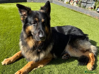 German Shepherd dogs in Newark - Advert 13