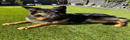 German Shepherd dogs for stud: German shepherd FOR STUD fee to be negotiated in Newark - Advert 1