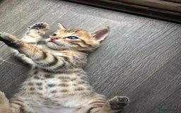 Bengal cats for sale: Snow Mink/Brown Rossette Blue Eyed Bengals - Image 27
