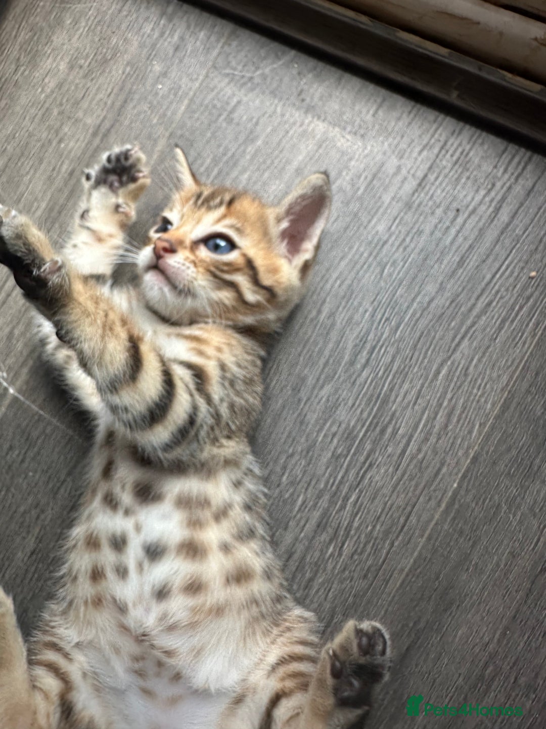 Bengal cats for sale: Snow Mink/Brown Rossette Blue Eyed Bengals - Image 27