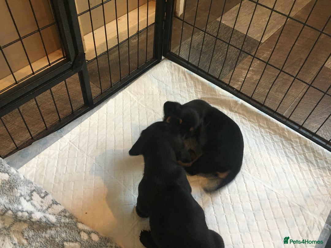 Miniature Dachshund dogs for sale: Miniature dachshund baby’s  - Image 17