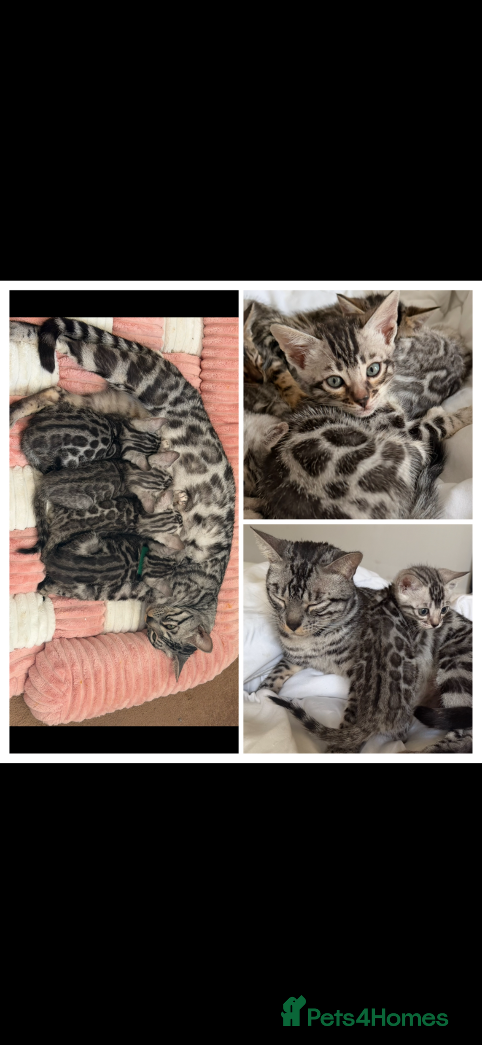 Bengal cats BENGAL 🔥 KITTENS TICA REGISTERED  - Advert 2