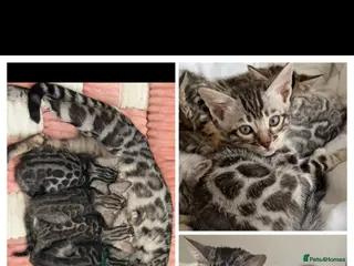 Bengal cats BENGAL 🔥 KITTENS TICA REGISTERED - Advert 6