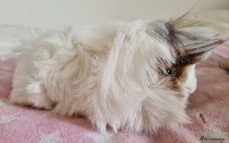 Guinea Pig rodents for sale: Pure Peruvian Sisters - Image 13
