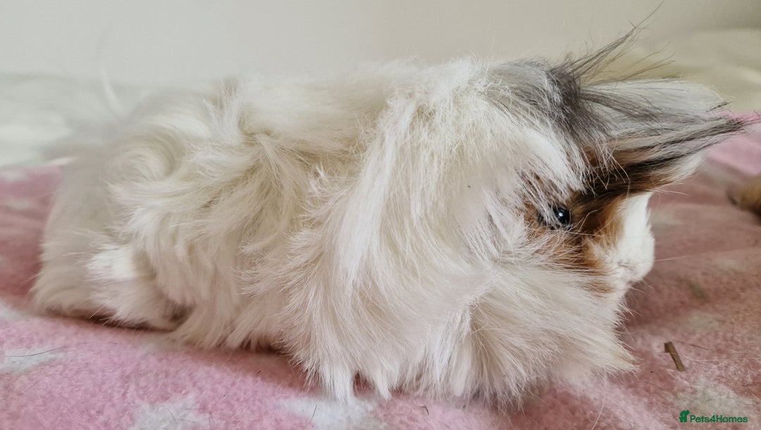 Guinea Pig rodents for sale: Pure Peruvian Sisters - Image 13
