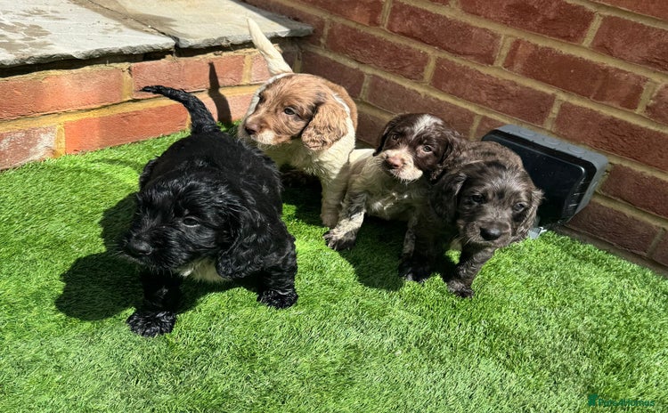 Cocker Spaniel dogs - Advert 10