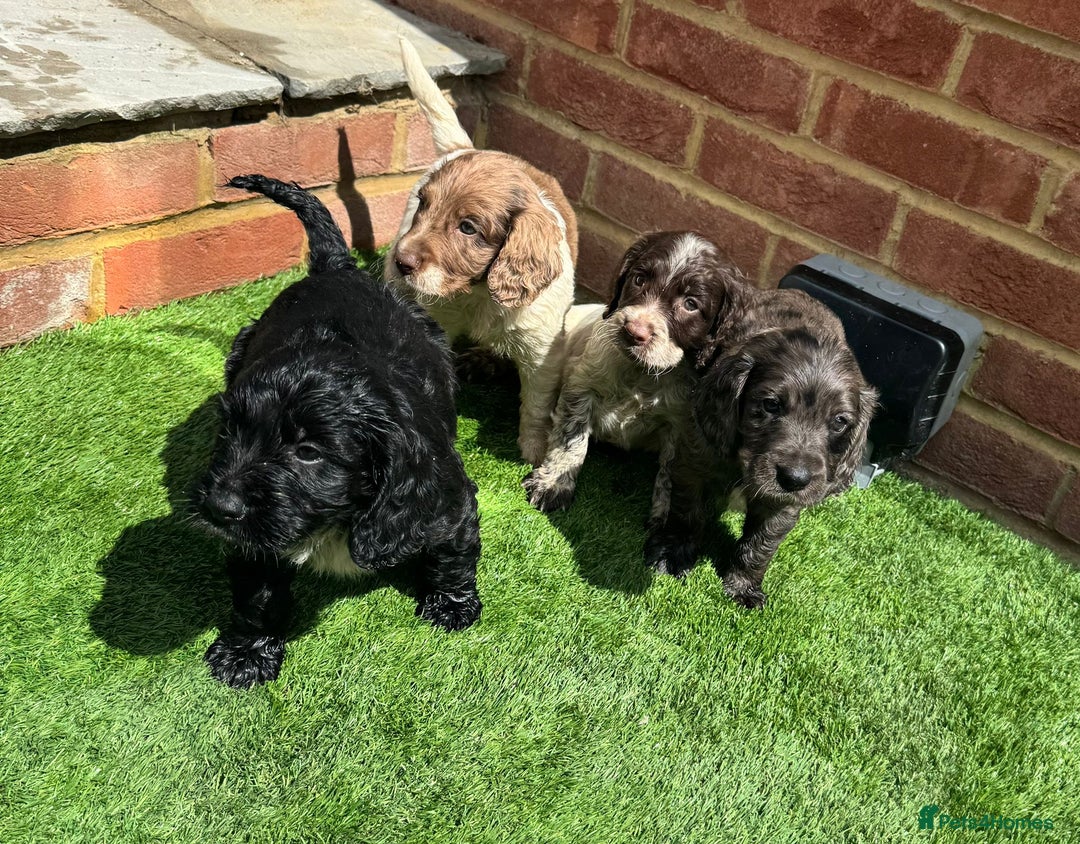 Cocker Spaniel dogs for sale: Cocker spaniel puppy’s ready to leave  - Image 1