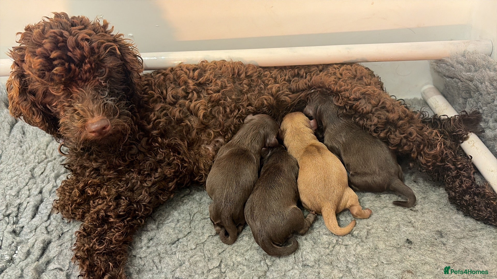 Cavapoo dogs 🤎Chocolate F1 ExtensivelyHealthTested  - Advert 13
