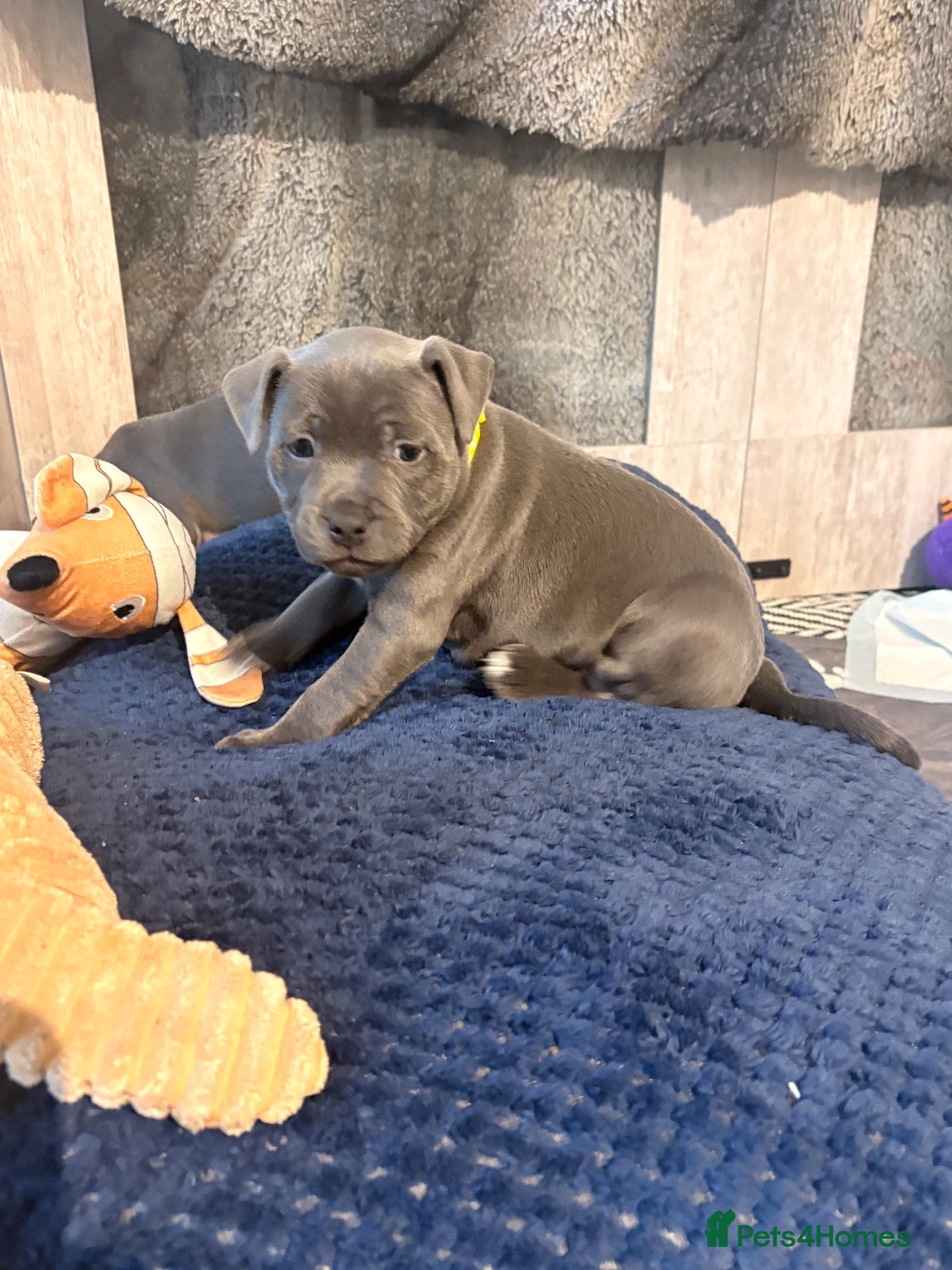 Staffordshire Bull Terrier dogs 🐾 – READY 28TH OCTOBER!! CHUNKY BLUE & BLACK 🐾  - Advert 2