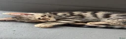 Bengal cats for sale: Bengal kittens  - Advert 2