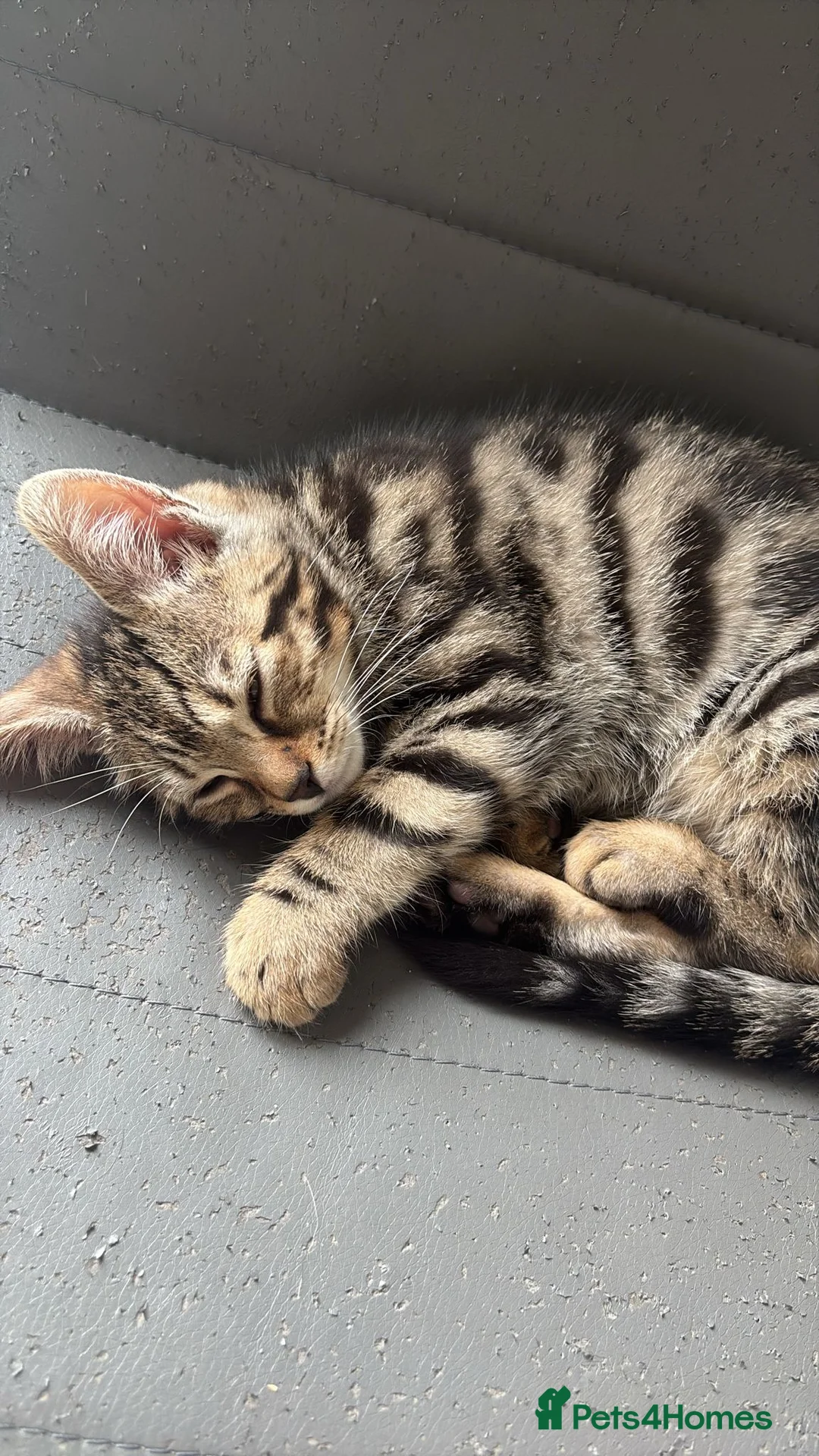Bengal cats for sale: Bengal kittens  - Advert 2