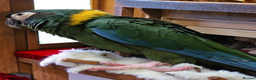 Macaws birds for sale: Golden collard Macaw Yellow collard Macaw  - Advert 2