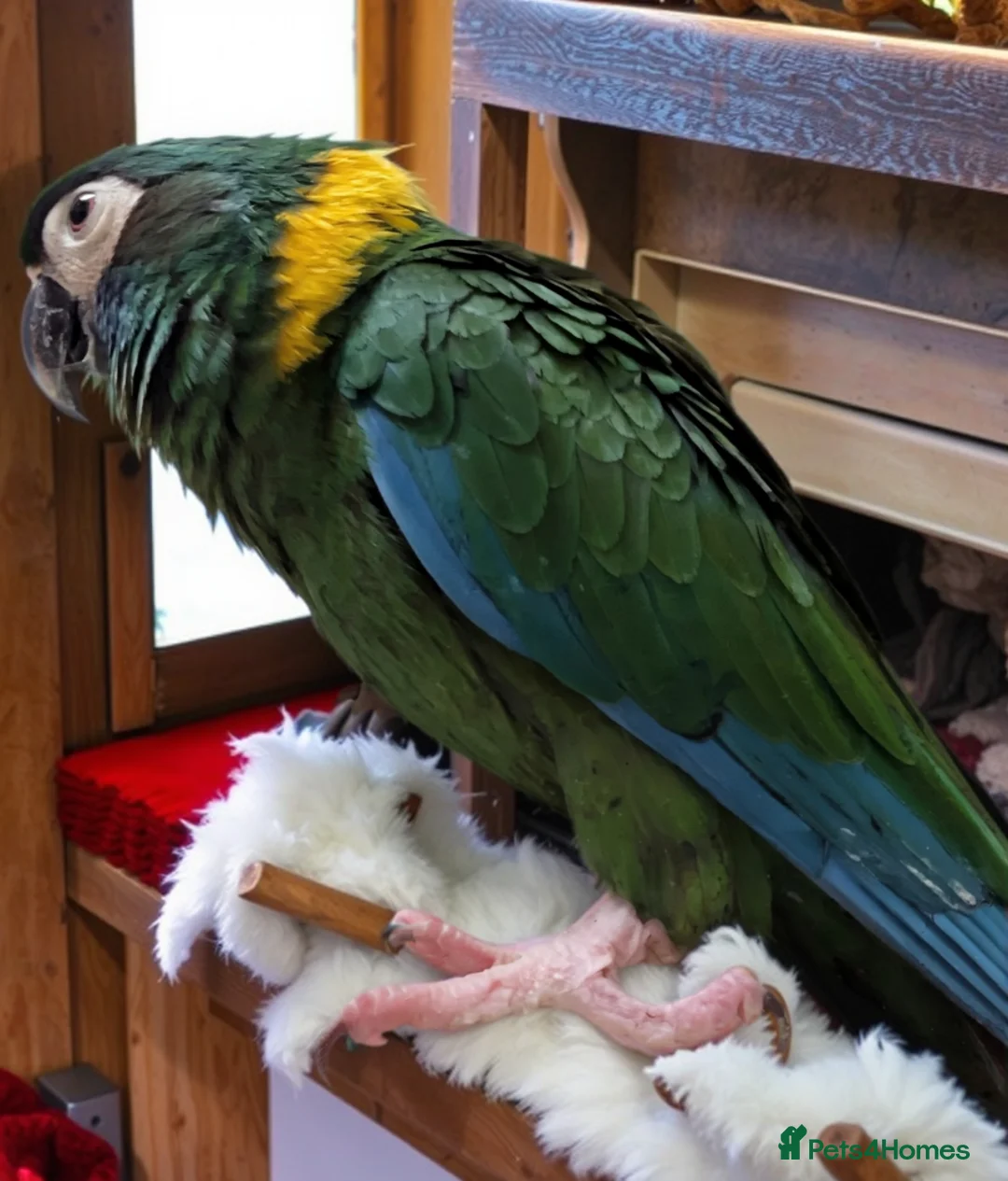 Macaws birds for sale: Golden collard Macaw Yellow collard Macaw  - Advert 2