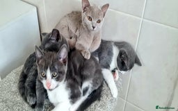 British Shorthair cats for sale: Beautiful Blue British, Lilac, Color point, Tabby  - Image 18